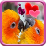 love birds live wallpaper android application logo